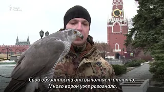 Ястребы в Кремле. Отряд хищников против ворон