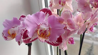 Опять орхидеи распустили бутоны, "старенькие" тоже цветут на маленьком подоконнике)))
