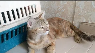 Mom Cat Is Confused She Accepts  New Orphan Kitten Then Smell And Reject