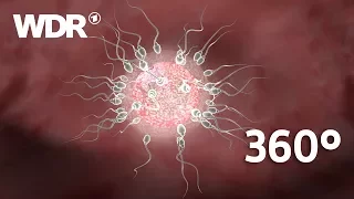 360° Video: Die Befruchtung - Spermium trifft Eizelle | WDR