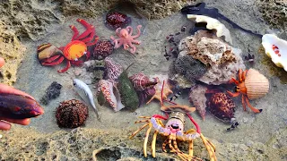 Find big hermit crabs, real sharks, crabs, lobsters, nemo fish, octopus, conch, snails, puffer fish