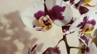 Орхидея Phal.Polka Dots