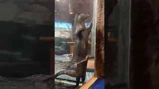 Have you seen a River Otter close up? Check out the views from the Aquatarium.