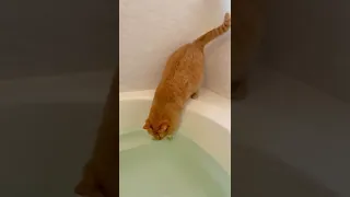 Cat falling in the bath