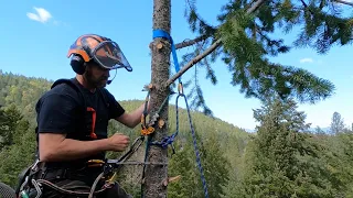 Climbing Tree in Wind
