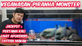 GANAS !!! LIVE FEEDING MONSTER PIRANHA PYGOCENTRUS CARIBA , 100 RBP  DAN APURENSIS CATFISH