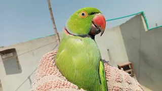Tota Pakra Leya 🦜 How to catch parrot ? | Hamad Saleem