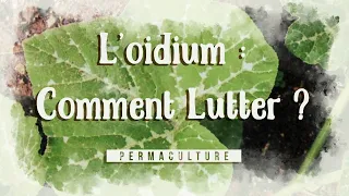 L'Oidium : C'est quoi comment lutter contre ?