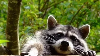 Awesome Raccoon Compilation