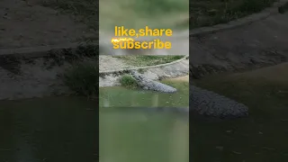 very dangerous crocodile 🔥🐊| #shorts #viral #shortvideo #youtubeshorts #animals #trending #crocodile