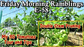 Tour of My 30 Tomato Varieties, Tomato Tips, Double Stem Pruning:  FM Gardening Ramblings E-58
