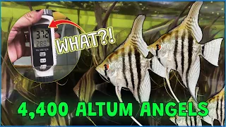 Largest shipment of Altum Angelfish shipped to china from Colombia!