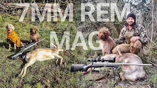 7mm Rem Mag Fallow Deer Hunt With Weimaraner & GWP