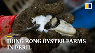 How Hong Kong oyster farmers are struggling during the pandemic