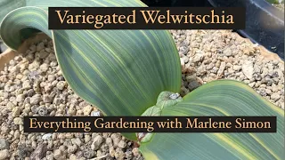 Variegated Welwitschia