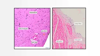 Histology of blood vessels and heart (make it simple and easy) MBBS program