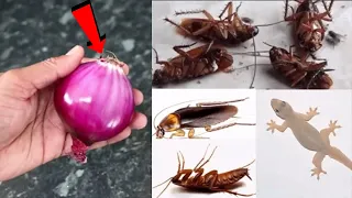 🔴🔴MAGIC ONION || How To Kill Cockroach, Lizard, Within 5 minutes || Home Remedy || Magic Ingredient