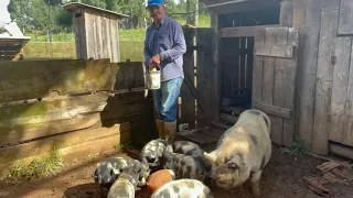 SEBASTIÃO CRIA PORCO COMO ANTIGAMENTE NA URUPEMA