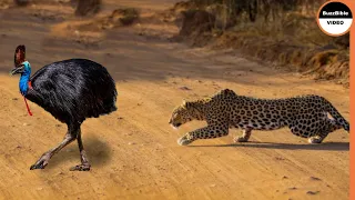 Giant Cassowary Face To Face With Leopard