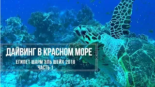 Красное море, дайвинг в Шарм эль Шейх, часть 1/Red Sea, Scuba Diving in Sharm el Sheikh, part 1