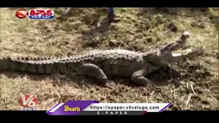 Crocodile strays into farm in Gujarat, Rescued | V6 Teenmaar News