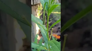 Monarch Caterpillar on Butterfly weed(milkweed)