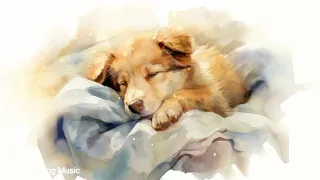 Music to soothe a dog's loneliness soft music for dogs, separation anxiety music