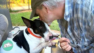 Sweet Bully Waits By The Window For Dad To Come Home | Cuddle Buddies