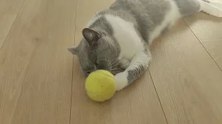 cuteness overload: Belinka playing with tennis ball,  Белинка играет с мячиком