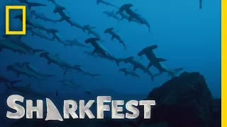 Why Do Sharks Swarm? | SharkFest