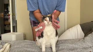 Giving a Cat Water using a Syringe
