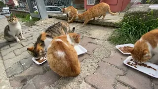 Feeding Group of Stray Cats | YUFUS