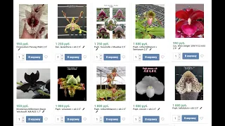 🌸 ПРОДАЖА ОРХИДЕЙ. Пафиопедилум, Хизис, Мониерара. Предзаказ орхидей на весну 2023. Купить орхидею.