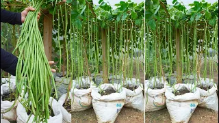 You can't ignore this tip for growing Long Beans, high yield & delicious | Gardening