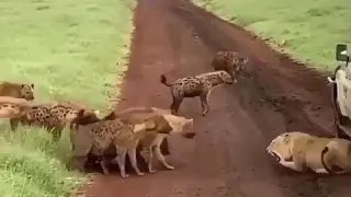 Львица против гиен