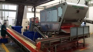 Discovery optical sorting machine for pepper dices | Raytec Vision