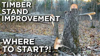 Timber Stand Improvement For Beginners!! | Where To Start?!