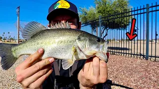 CANAL Fishing For Fiesty Spring Bass (Phoenix Arizona)