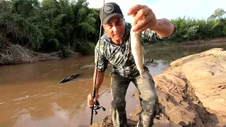 ERA PINTADO DESSA VEZ (#pescaria  #riomiranda  Miranda, culinária de pescarias pessoas e Blogs)