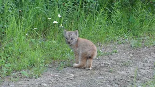 baby lynx canada 2