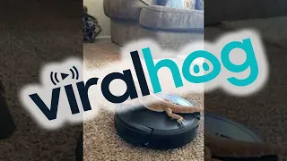 Bearded Dragon Rides Robot Vacuum Around House || ViralHog