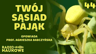 Zyzuś tłuścioch i inni nasi ośmionożni sąsiedzi. Pająki w mieście i kosmosie | prof. A. Babczyńska