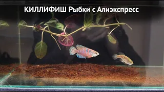 Киллифиш. Рыбки с Алиэкспресс