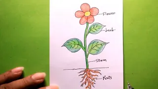 How TO Draw different part of plant easy/a cute plant/draw a plant easy/plant drawing