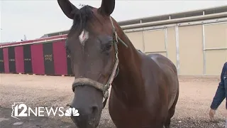 Preview of the Scottsdale Arabian Horse Show at Westworld