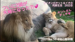 ついに夫婦に⁉︎ライオンのオリト＆イオ両思い？@旭山動物園vol.58/Finally, to be a married couple!? Both male lion ＆female lion!