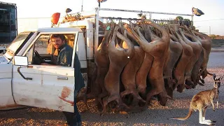 How Farmers Make Millions By Hunting Kangaroos-Amazing Kangaroo Meat Harvesting And Processing!!!