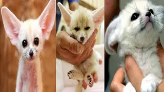 Cute Fennec Fox