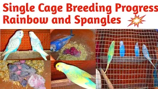 Budgies Single Cage Breeding Progress  |  Single Pair Rainbow Budgies + Spangle Budgies Ki Progress