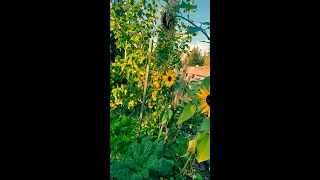 Food Forest Shinseiki Sublime